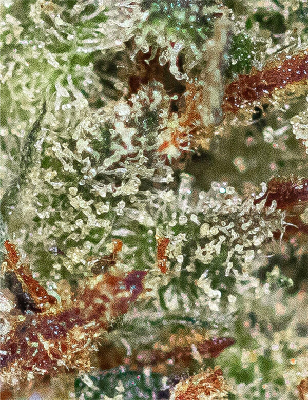 AMNESIA HAZE – Image 2