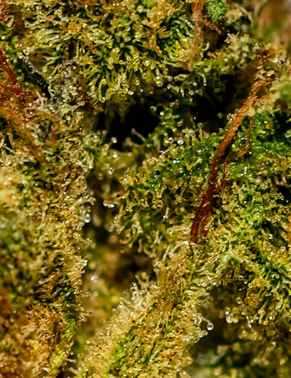 MANGO KUSH – Image 2