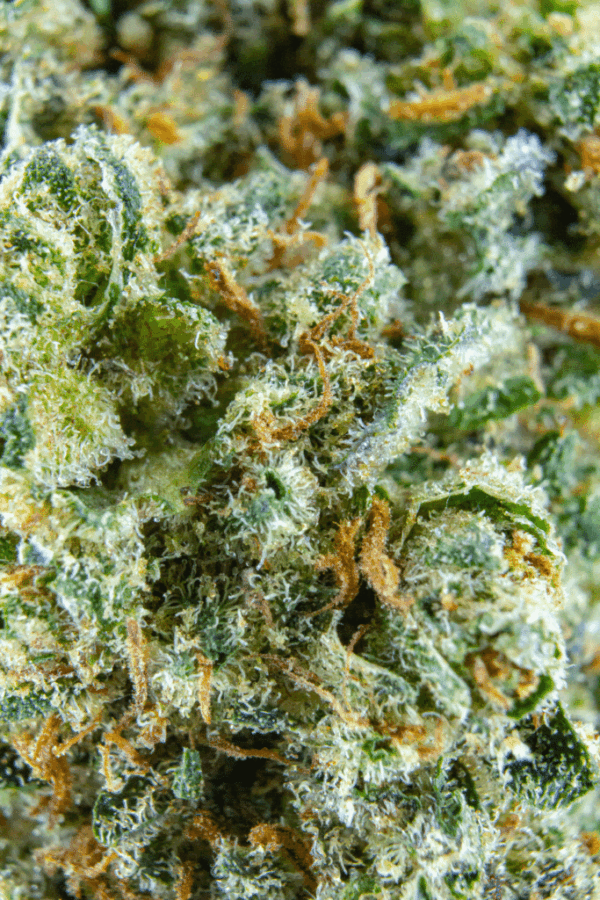 GELATO – Image 2